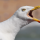 Seagull