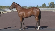 Myboycharlie Colt