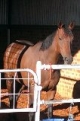 Broodmare Prospect