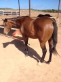 Unbroken 2yo Saxon Filly, Mum 5 times city winner