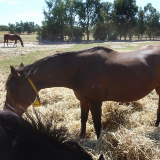 Thoroughbred Brood Mare Rehome Group