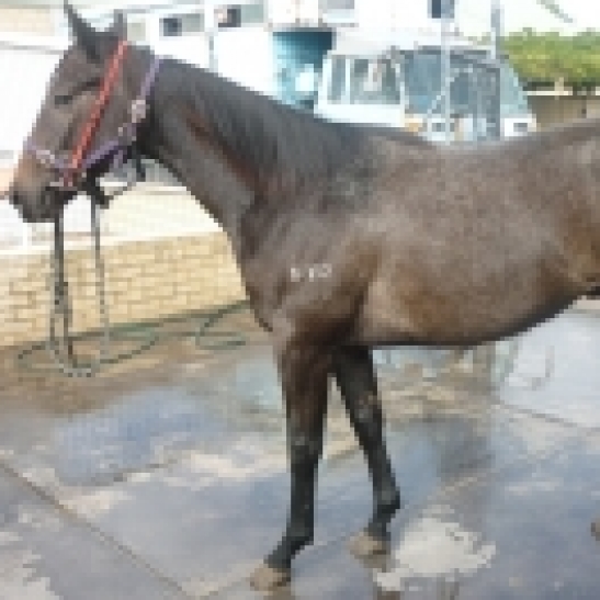 Due Sasso x Busters Icon 2yo gelding