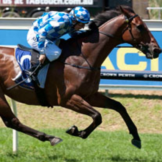 Broodmare